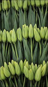 Tulips By Michael Schreiner 500px Tulips Green Flowers Green Inspiration