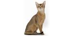 Abyssinian Kittens for Sale by Reputable Breeders ...