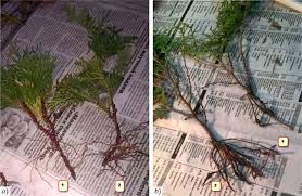 Image result for cuttings thujas