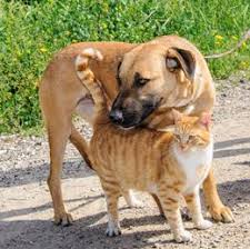 Donate to the lucy pet foundation. Low Cost Spay Neuter Clinic Coming To Palmdale City Hall