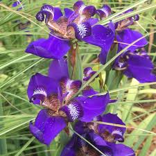 Image result for Indigofera roseo-caerulea