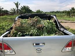 Ramuan atau bahan yang digunakan dalam racun organik biasanya berunsurkan tanaman dan herba. Kaedah Sustainable Farming Cara Buat Baja Organik Daripada Sayur Reject Petani Kena Tahu