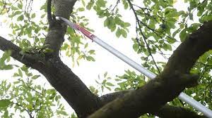 Ab wann darf ich das machen? Baum Fallen Und Aste Zuruckschneiden Was Ist Erlaubt Mdr De