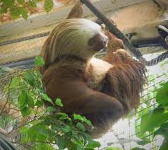 Newquay zoo, newquay, united kingdom. Sloth Picture Of Newquay Zoo Newquay Tripadvisor
