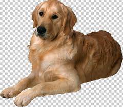 Dogs Png Dogs New Background Images Dogs Studio Background Images