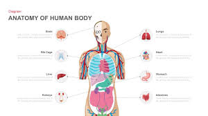 Anatomy Of The Human Body Powerpoint Template And Keynote Slide