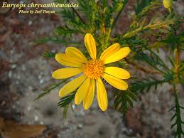 Image result for Euryops chrysanthemoides