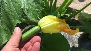 Squash zucchini male/female flowers pollenating easy way to remove insects organic. Why Are My Squash Blossoms Falling Off Male Female Blossom Recipe Teach A Man To Fish Youtube