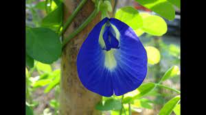 170831林素妃自然青草園1 本園蝶豆花園區免費開放來賓摘採2 蝶豆花的種植與應用報導 edible garden plants greens