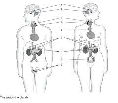 Endocrine System Worksheet Without Labels Google Search Human Body Systems Endocrine System Integumentary System