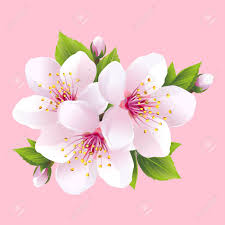 40379240 Branch Of White Blossoming Sakura Japanese Cherry Tree Beautiful Pink Cherry Blossom Isolated On Flor De Cerezo Dibujo Flor De Cerezo Arte Con Flores