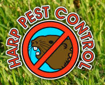 Rats pest control brisbane becomes necessary to tackle the infestation within your residential and commercial premises that these obnoxious rodents originally answered: Harp Pest Control Pest Control 450 W Vermont Ave Escondido Ca Phone Number Closed Yelp