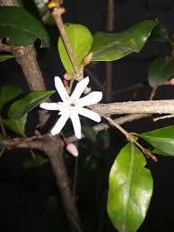 Image result for Coffea racemosa