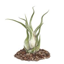 Begonien pflanzen, vermehren und vermehren. Tillandsia Caput Medusae Lose Pflanze Gross