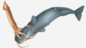 According to a study of the specimen in the canadian journal of. Giant Squid Invertebrates Animals Eden Channel