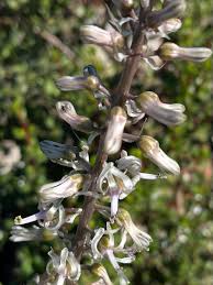 Image result for Drimia calcarata