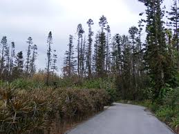 Image result for Araucaria columnaris