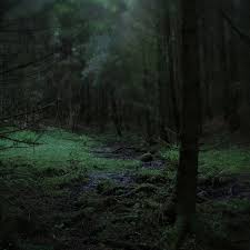 Be Careful In The Woods At Night Dark Green Aesthetic Nature Dark Forest