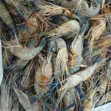 Udang dengan jenis galah memiliki tubuh yang diketahui lebih besar dari udang jenis lainnya, sehingga udang jenis ini cukup menjadi favorit bagi para pecinta kuliner untuk diolah untuk menjadi hidangan masakan yag lezat dan bercitarasa tinggi. Gambar Udang Harimau
