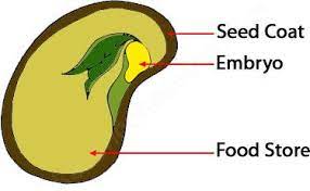 Example Of The Structure Of A Seed The Structure Of A Seed Is Very Important For Germination Seed Germination For Kids Fruits For Kids Seed Germination