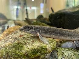 Image result for Gilgiochloa indurata