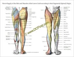 Nerve Innervation Of Upper And Lower Extremities
