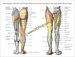 nerve innervation of upper and lower extremities