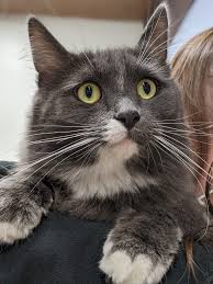 Related | colerain twp officer injured in line of duty dies: Cincinnati Animal Care Humane Society Becomes Hamilton County S New Go To Animal Shelter Cincinnati Magazine