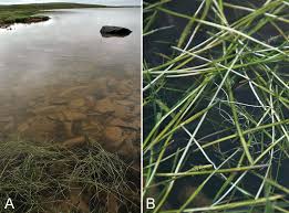 Image result for Stuckenia