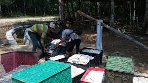 Harga getah karet bulan oktober 2020. Petani Keluhkan Harga Getah Karet Yang Merosot Tribun Lampung