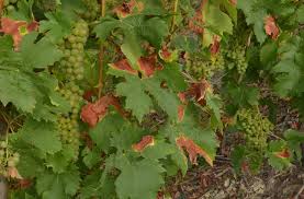 Image result for Pseudopeziza tracheiphila