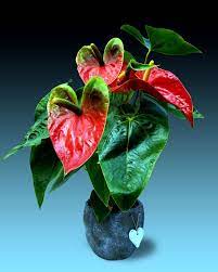 How To Grow Anthurium Plants Growing Anthuriums In Pots Flamingo Flower Anthurium Plant Plant Aesthetic Anthurium