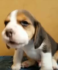 picturesoftinypuppies komik kopek fotograflari sevimli kopek yavrulari komik hayvan videolari
