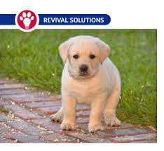 Dry eye (keratoconjunctivitis sicca) in dogs and cats. Distemper In Dogs