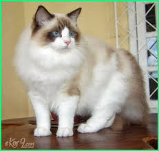 17 Gambar Jenis Kucing Yang Paling Cantik Di Dunia Dunia Fauna Hewan Binatang Tumbuhan Kucing Ragdoll Kucing Hewan