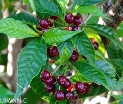 Image result for Psychotria succulenta