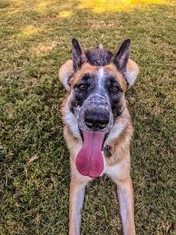 Check spelling or type a new query. Any Love For Panda German Shepherds Here 9gag