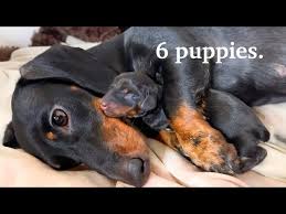 Puppyfind® provides a convenient and efficient means of selecting and purchasing the perfect dachshund puppy (or dachshund. Dachshund Is Giving Birth Youtube