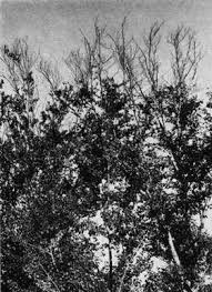 Image result for Mimulopsis arborescens