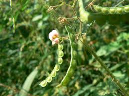 Image result for Aeschynomene americana