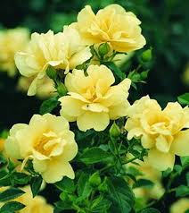 Flower Carpet Rose Yellow Amazing Flowers Beautiful Flowers Flowers