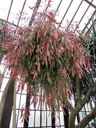 An interesting cactus houseplant, mistletoe cactus is a modern indoor plant that has a unique form thanks to its trailing shape. Pseudorhipsalis Ramulosa Red Rhipsalis World Of Succulents