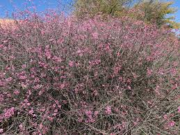 Image result for Nephrangis filiformis