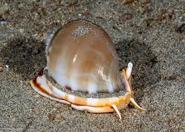 Image result for Canthium glaucum