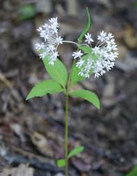 Four Leaved Milkweed