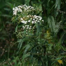 Image result for Vernonanthura polyanthes