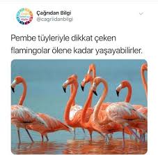 Viy Canina 2020 Komik Komik Capsler Komik Bilgiler