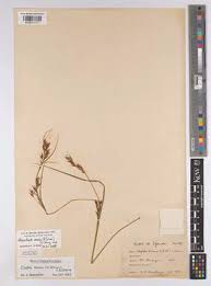 Image result for Asterochaete angustissima