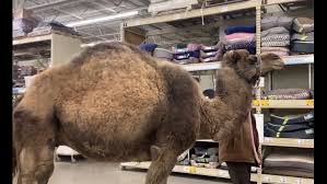 You saw joe in the street yesterday afternoon. Man Tests Petsmart Policy Brings Camel Into Store 10tv Com