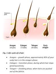 A strand test requires three months of growth. Understanding The Connection Between Hormones And Hair Loss Zrt Laboratory